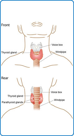 what is a Thyroid Gland?
