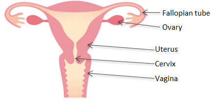 Hysterectomy: labelling