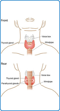 Parathyroid Gland Hyperparathyroidism