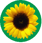 Sunflower logo