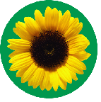 Sunflower logo Sunflower logo
