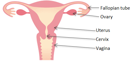 Hysterectomy - vaginal - discharge Information