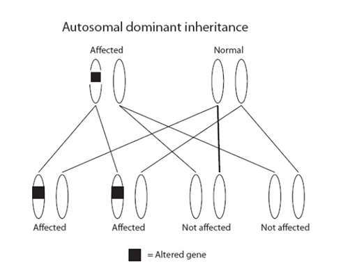 Genetic testing in inherited breast and ovarian cancer R208