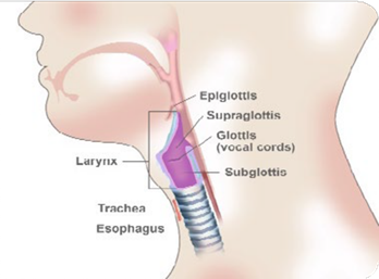 Illustration of laryngeal anatomy