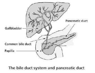 The bile duct system and pancreatic duct