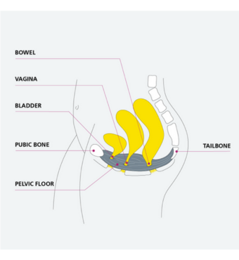 Diagram showing the location of the bowel, vagina, bladder, pubic bone, tailbone and pelvic floor.