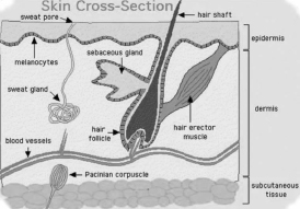 Skin cross-section