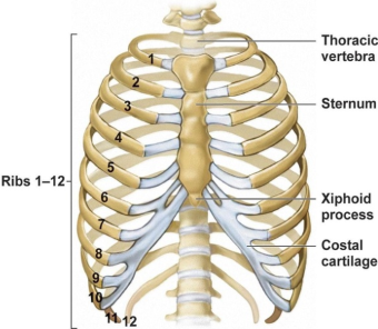 Thorax bones Diagram of ribcage