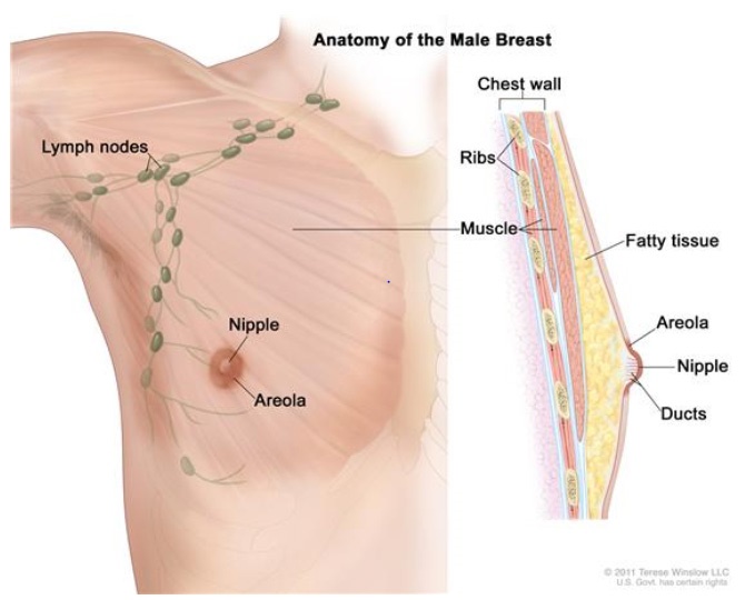 A diagram of the breast showing the position of the areola, nipple and pectoral muscle