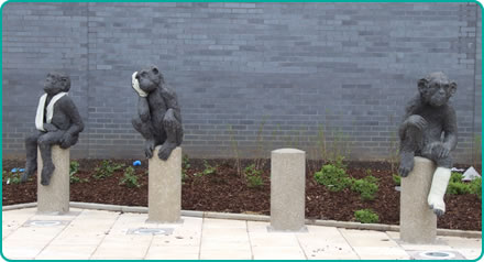 A & E Monkeys