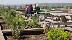 Herb garden on the roof terrace.