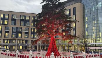 A tree in front of a large stone and glass building. On the tree is a display of knitted poppies stretching up the trunk. A white fence around the tree also features knitted poppies