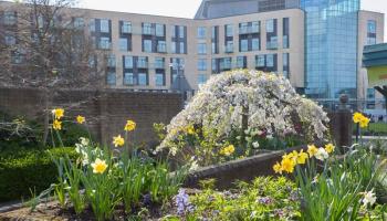Photo of the flower garden next to Southmead Hospital